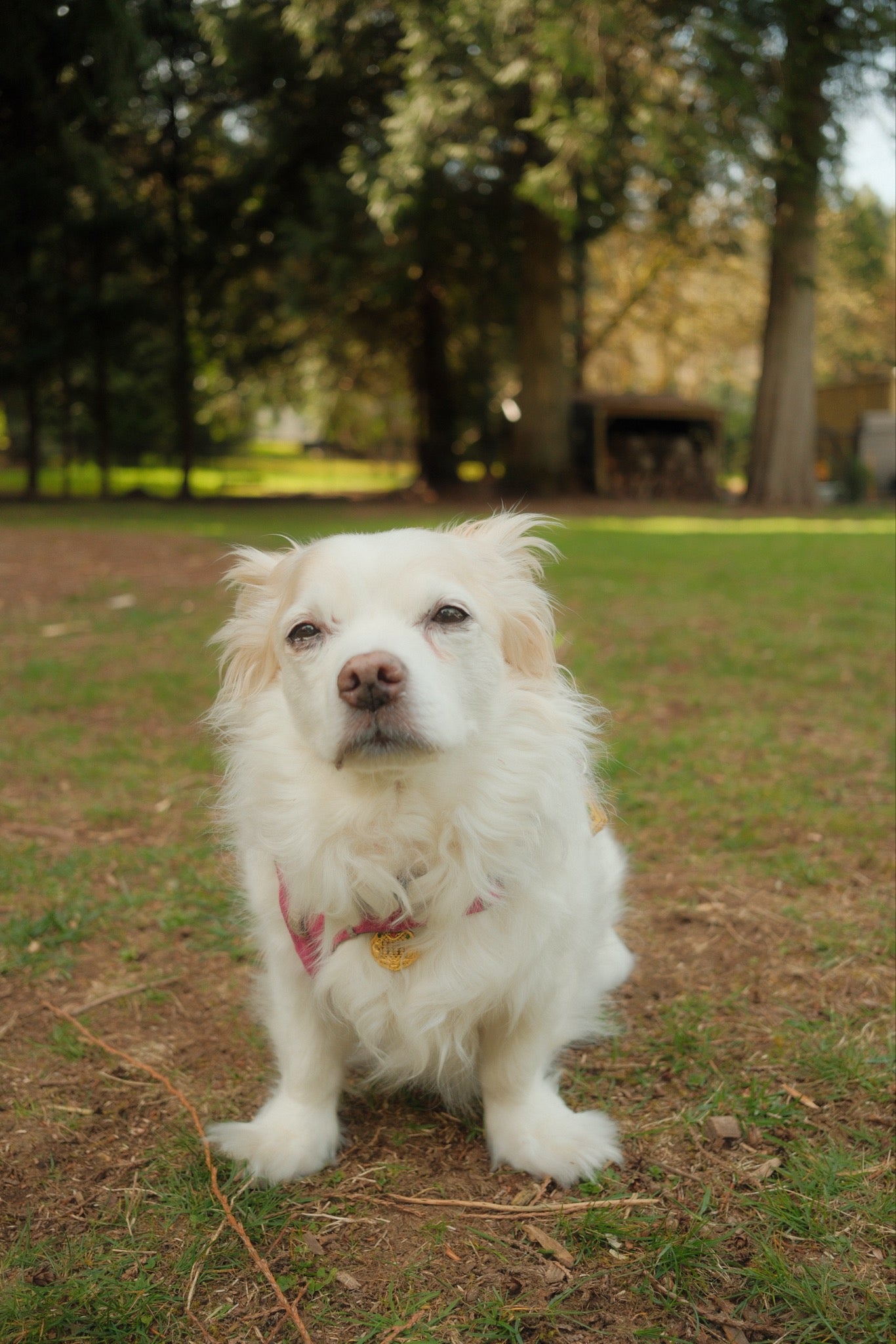 Small white dog with a pink collar standing on grass in a park