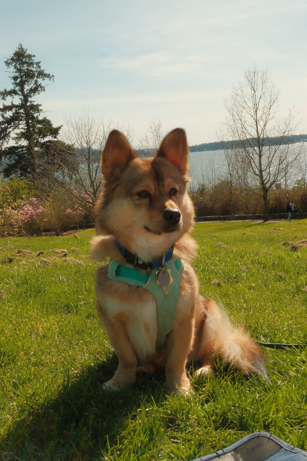 Dog sitting on a grassy field with a scenic background