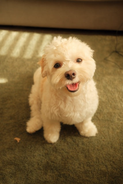 White curly puppy sitting on a carpeted floor with a neutral background