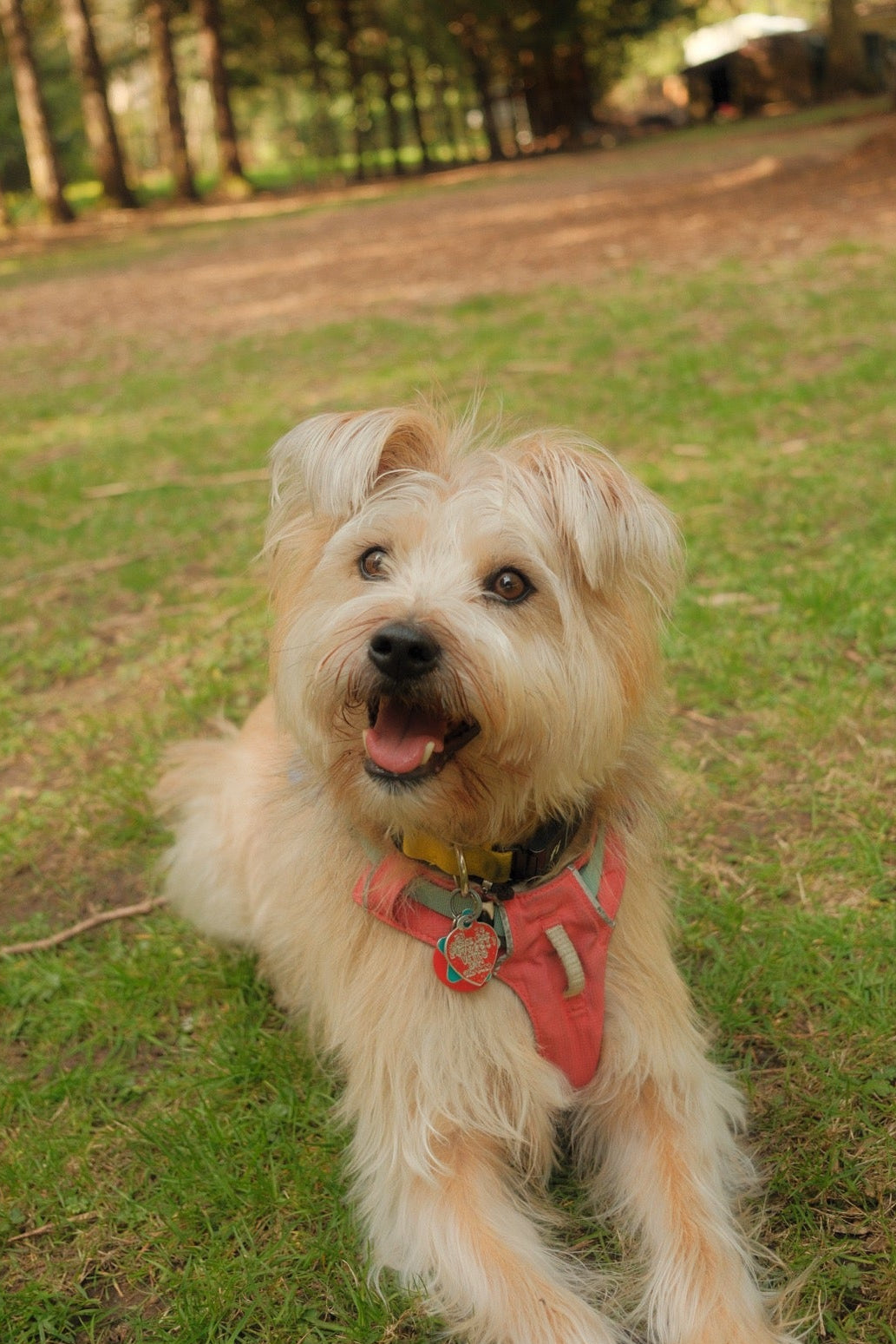 Dog with a salmon harness sitting on grass with trees in the background